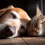 How to Help Your Dog and Cat Become Friends Safe Steps for a Peaceful Home (1)
